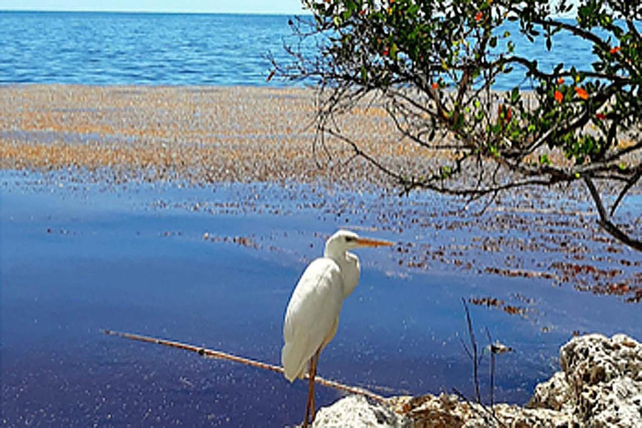 Sea Mist - Oceanfront-Lake-Kayak-Paddleboard-Bike Key Largo Buitenkant foto